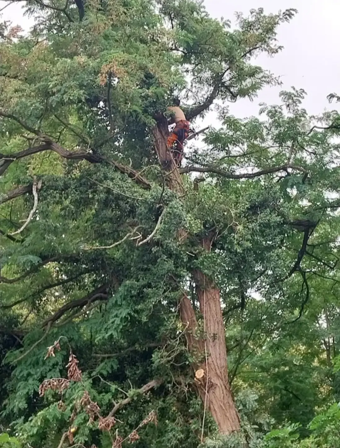 Élagueur encordé dans la couronne d’un grand arbre, en pleine coupe