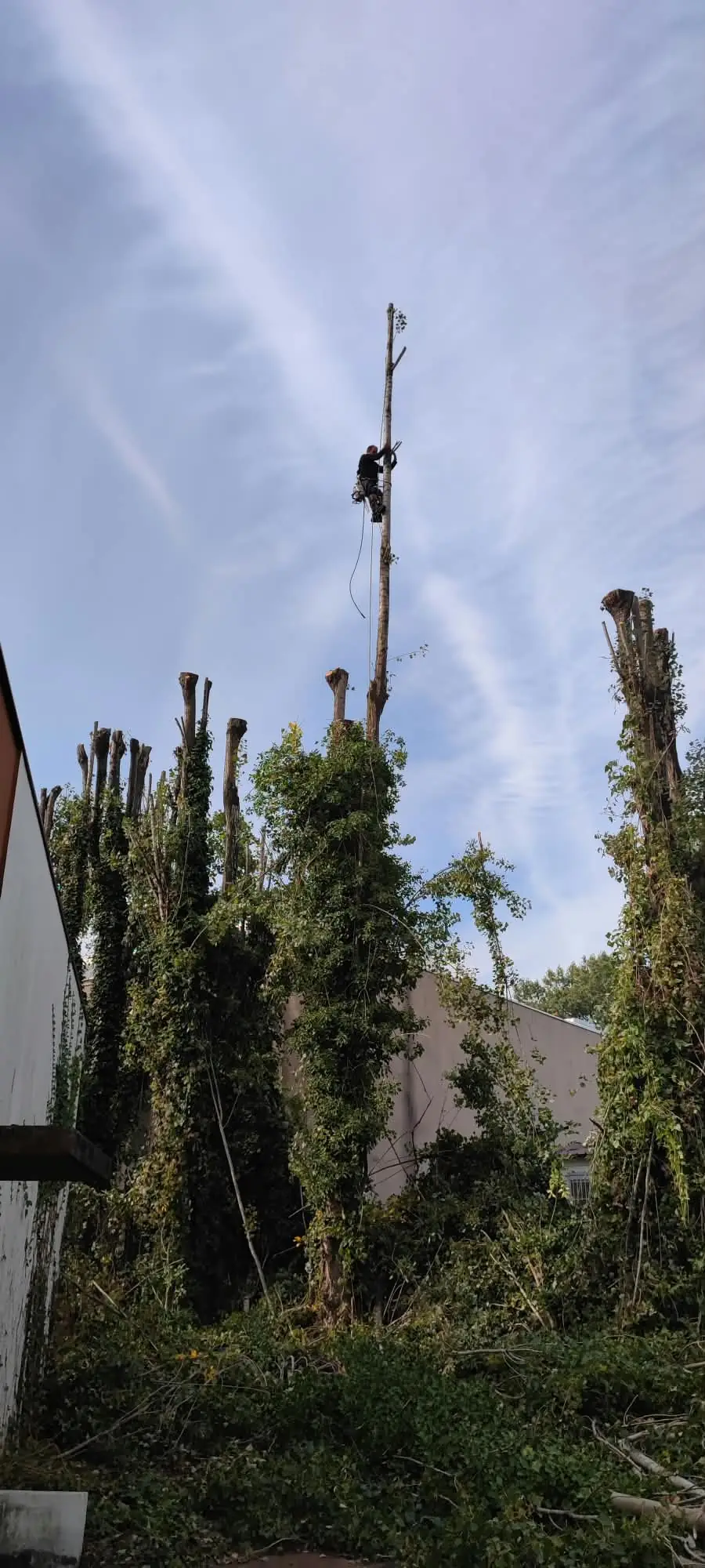 Élagueur au sommet d’un tronc en cours de démontage, à côté d’une rangée d’arbres déjà étêtés et couverts de lierre