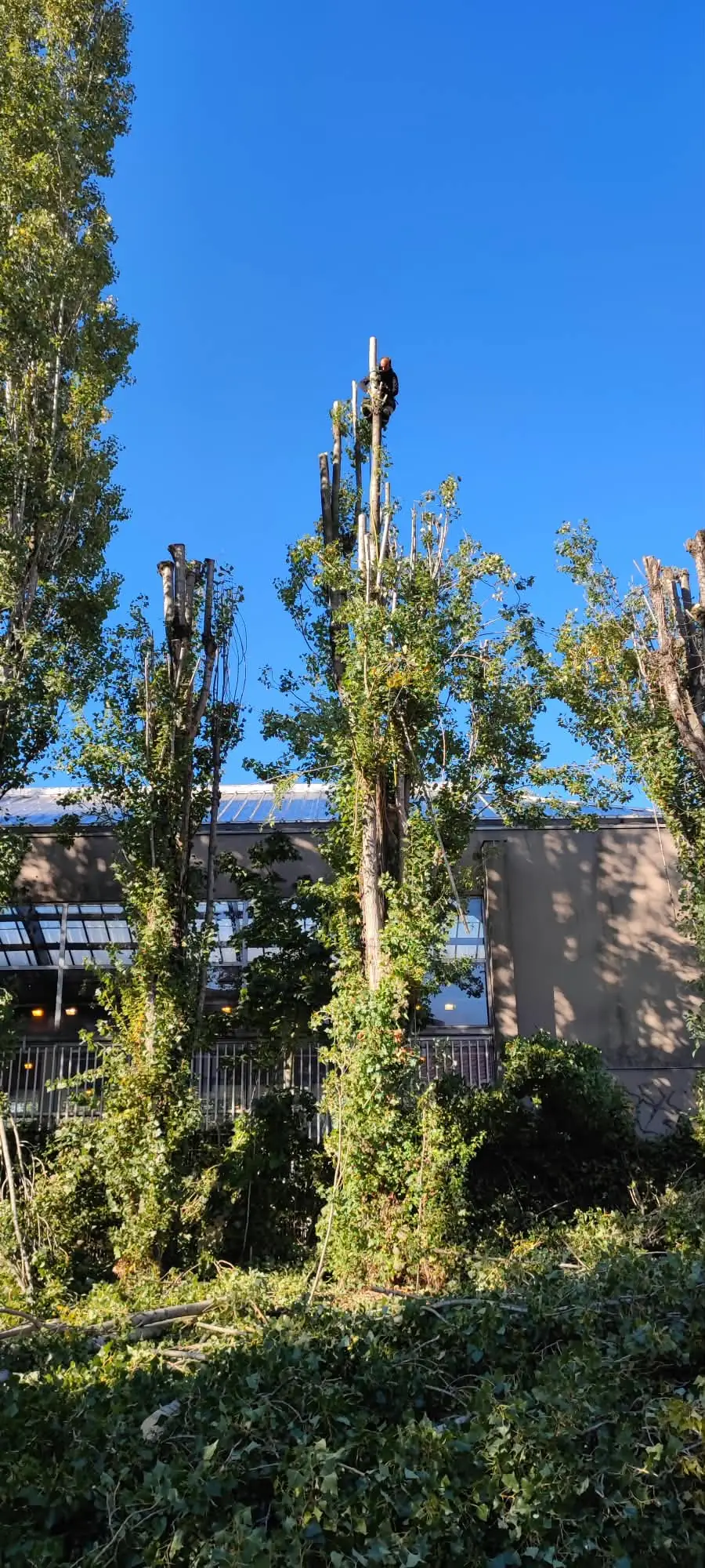 Rangée de peupliers étêtés, couverts de lierre, un élagueur encordé au sommet de l’un d’eux, ciel bleu
